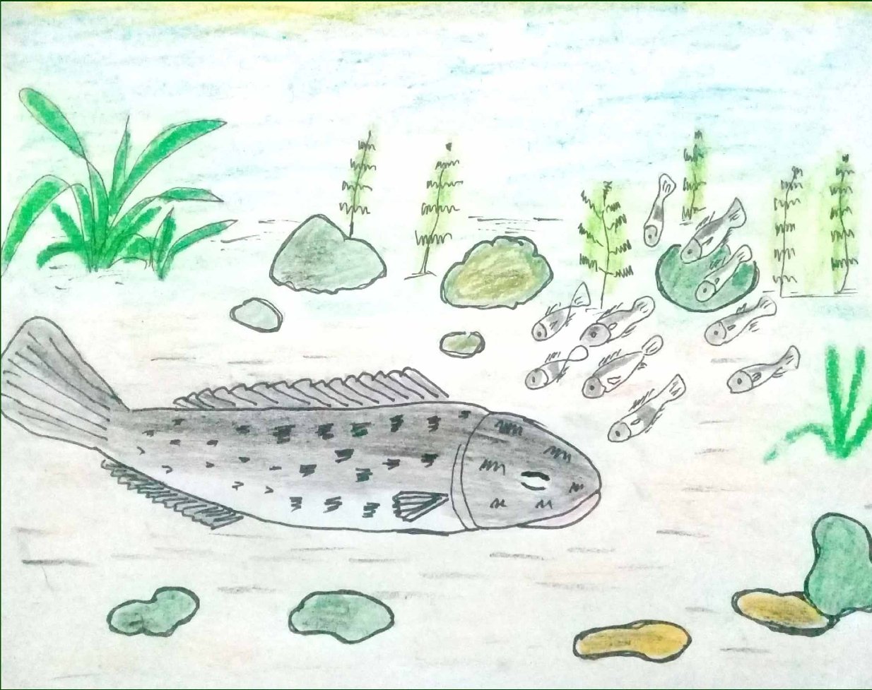 Truyện Cá chuối con - Truyện Cổ Tích