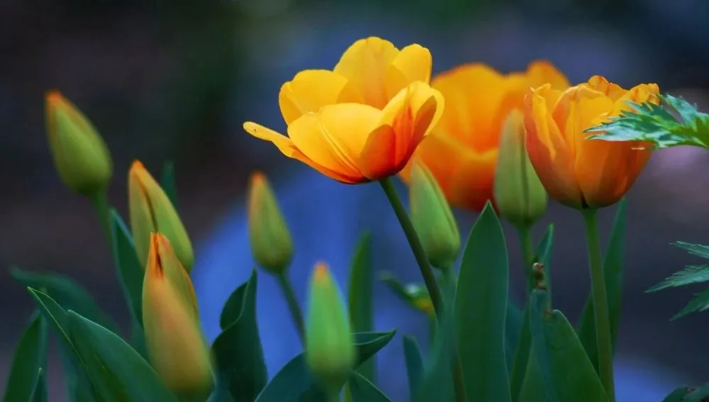 Truyện Câu chuyện tình yêu - Truyện Cổ Tích