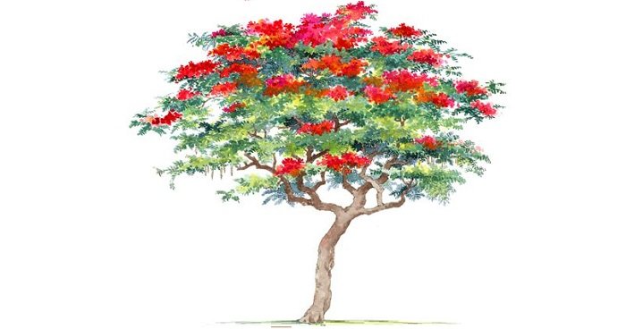 Truyện Cây phượng già - Truyện Cổ Tích