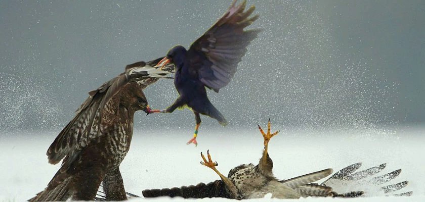 Truyện Chèo bẻo và Ác Là - Truyện Cổ Tích