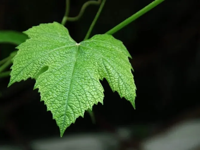 Truyện Chiếc lá hoàn mỹ - Truyện Cổ Tích