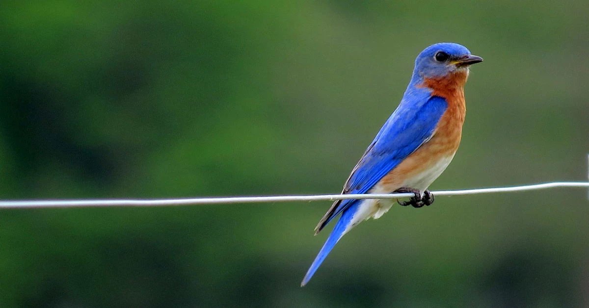 Truyện Chú chim sáo xanh - Truyện Cổ Tích