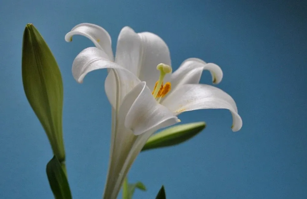 Truyện Có một ngày - Truyện Cổ Tích