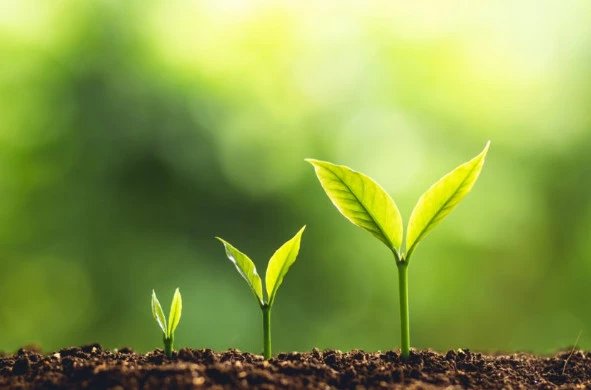 Truyện Cội rễ của sự trưởng thành - Truyện Cổ Tích