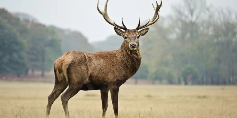 Truyện Con nai và bác thợ săn - Truyện Cổ Tích