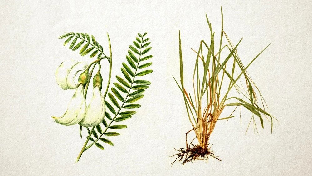 Truyện Điền thanh và Cỏ gừng - Truyện Cổ Tích