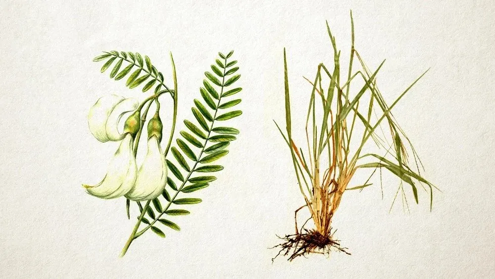 Điền thanh và Cỏ gừng