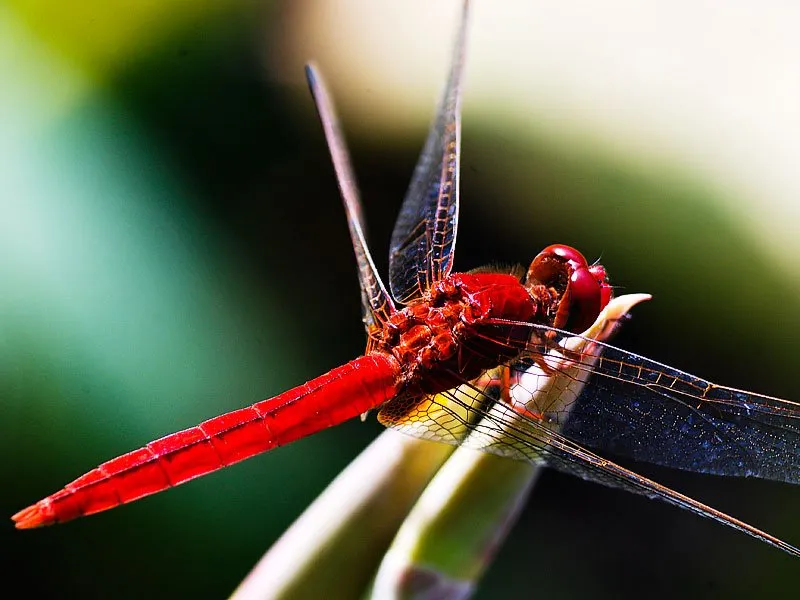 Truyện Điều tôi muốn biết - Truyện Cổ Tích