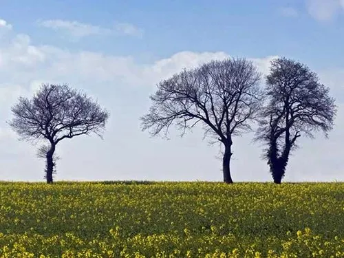 Truyện Điều ước của 3 cây cổ thụ - Truyện Cổ Tích