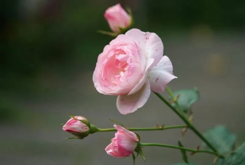 Truyện Đóa hồng - Truyện Cổ Tích