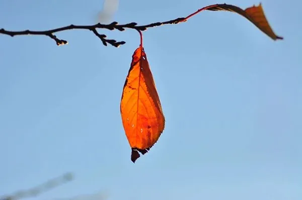 Truyện Gia tài - Truyện Cổ Tích