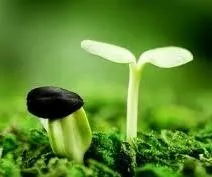 Truyện Gieo hạt yêu thương - Truyện Cổ Tích