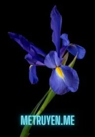 Truyện Hoa Diên Vĩ Năm Xưa - Ngữ Phong