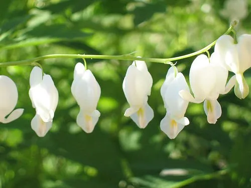 Truyện Không thể sửa chữa - Truyện Cổ Tích