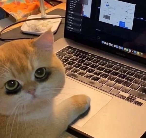 Truyện Kiếp mèo của Giang Giang - Mèo Mập Ăn Cá Rán