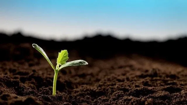 Truyện Liều thuốc cho sự đau khổ - Truyện Cổ Tích