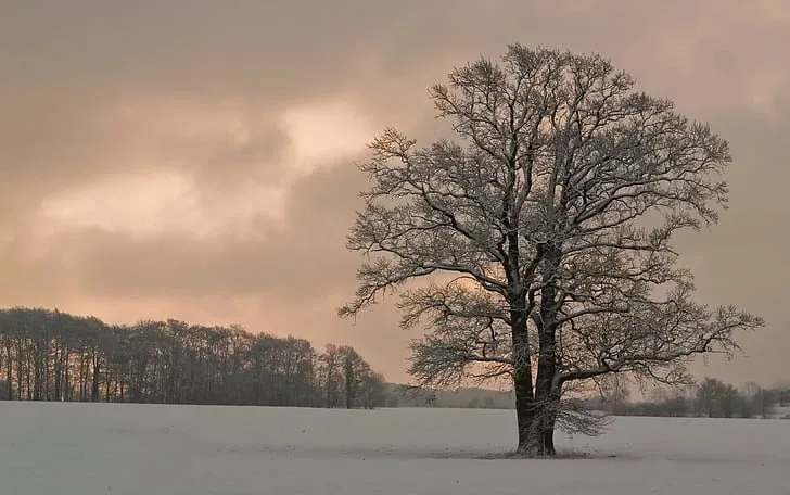 Truyện Ngọn gió và cây sồi - Truyện Cổ Tích