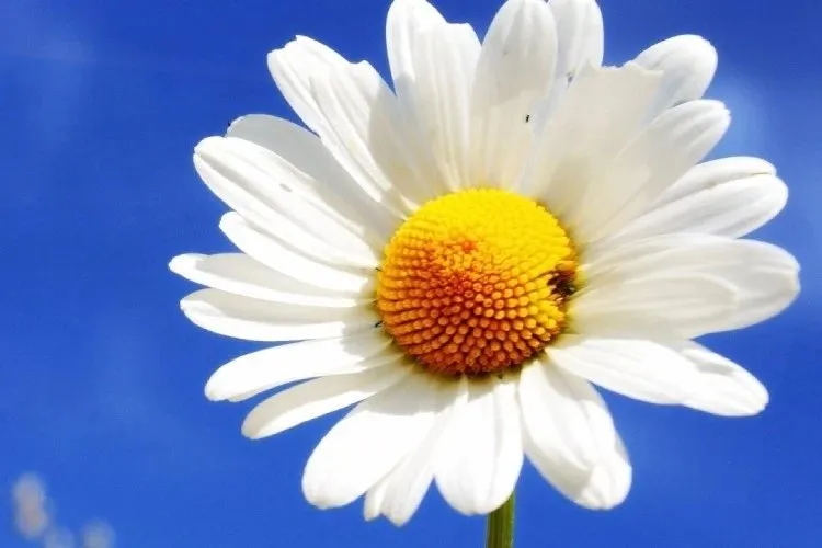 Truyện Nguồn động viên - Truyện Cổ Tích