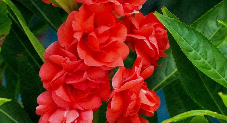 Truyện Sự tích hoa Phụng Tiên - Truyện Cổ Tích