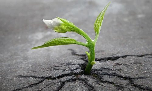 Truyện Sức sống mãnh liệt - Truyện Cổ Tích