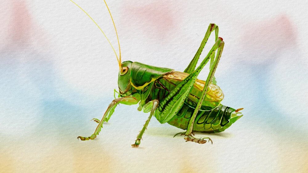 Truyện Tai ai thính nhất? - Truyện Cổ Tích