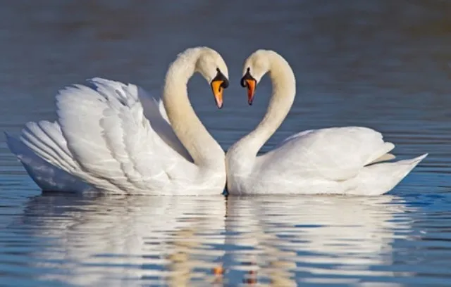 Truyện Tâm hồn và tình yêu của thiên nga - Truyện Cổ Tích