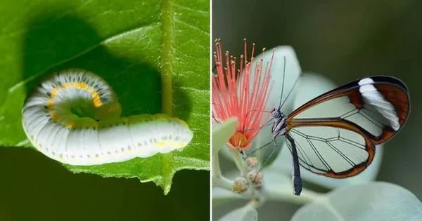 Truyện Thông minh, mạnh mẽ, ngu ngốc và may mắn - Truyện Cổ Tích