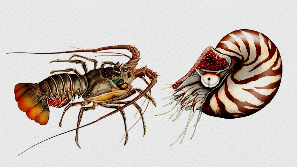 Truyện Tôm Hùm và Ốc Anh Vũ - Truyện Cổ Tích