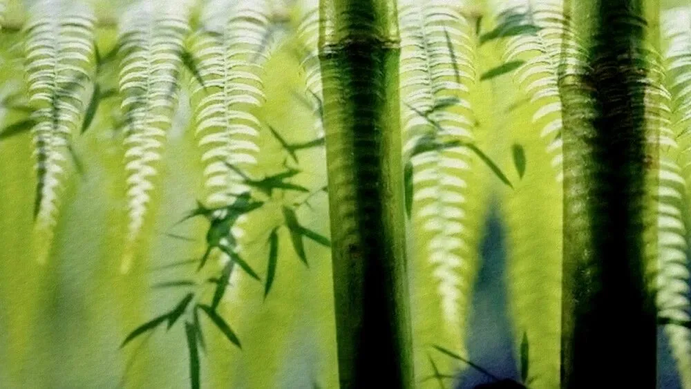 Truyện Tre và dương xỉ - Truyện Cổ Tích