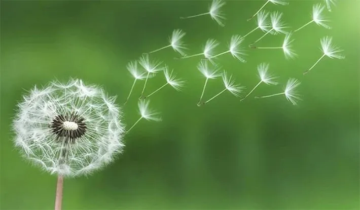 Truyện Ước mơ bình thường - Truyện Cổ Tích