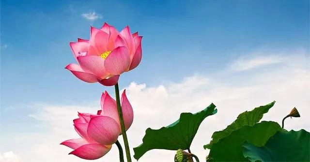 Truyện Vẻ đẹp tâm hồn #2 - Truyện Cổ Tích