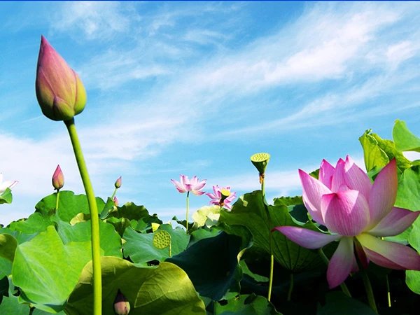 Truyện Vẻ đẹp tâm hồn - Truyện Cổ Tích