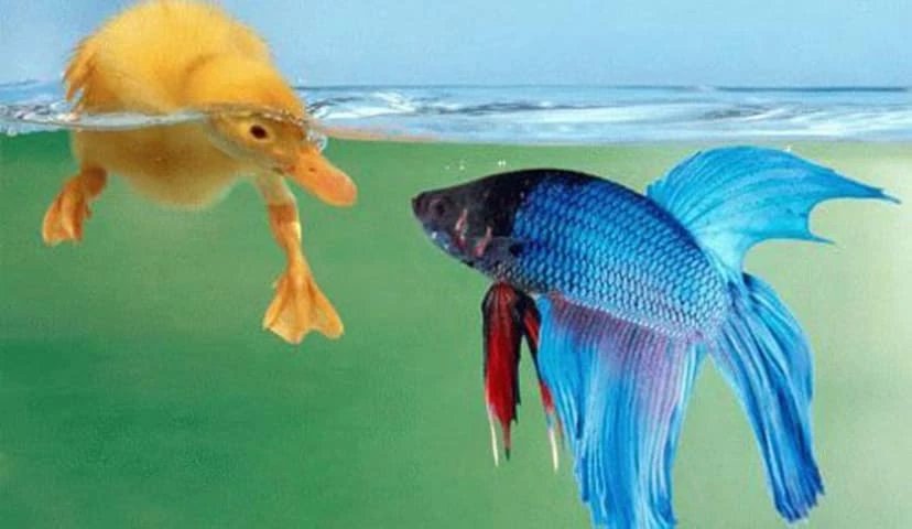 Truyện Vịt và Cá rô - Truyện Cổ Tích